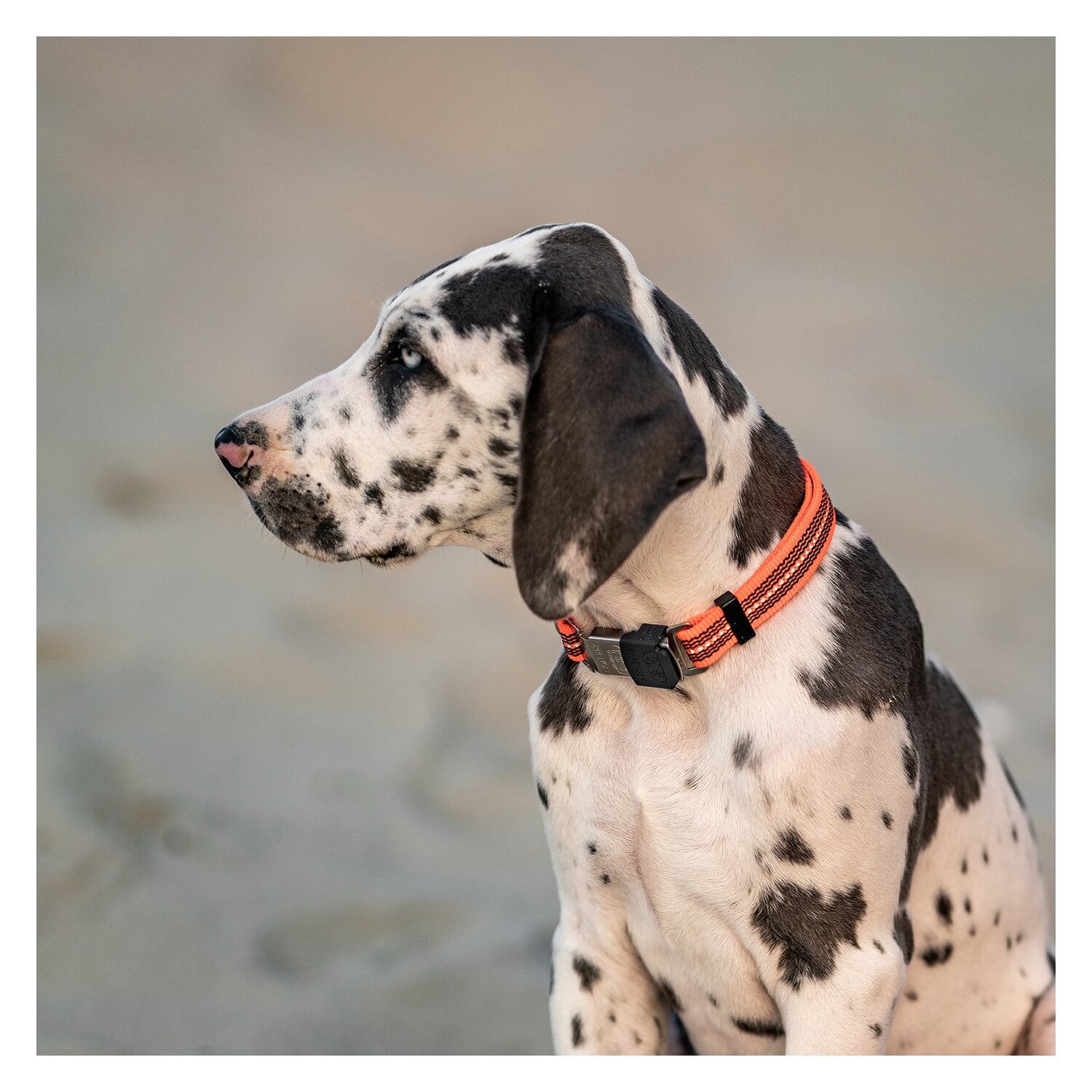 SPRENGER Verstellbares Hundehalsband mit ClicLock-Verschluss &ndash; Ansicht 2