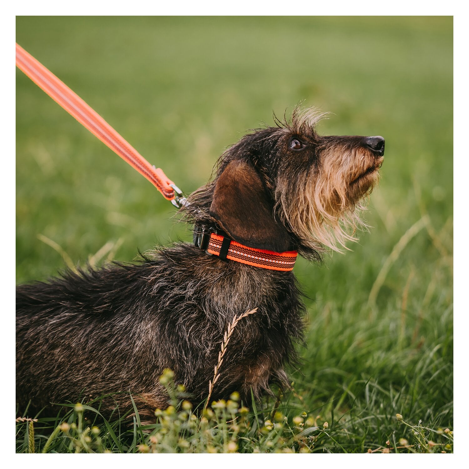 SPRENGER Verstellbares Hundehalsband mit ClicLock-Verschluss &ndash; Ansicht 3