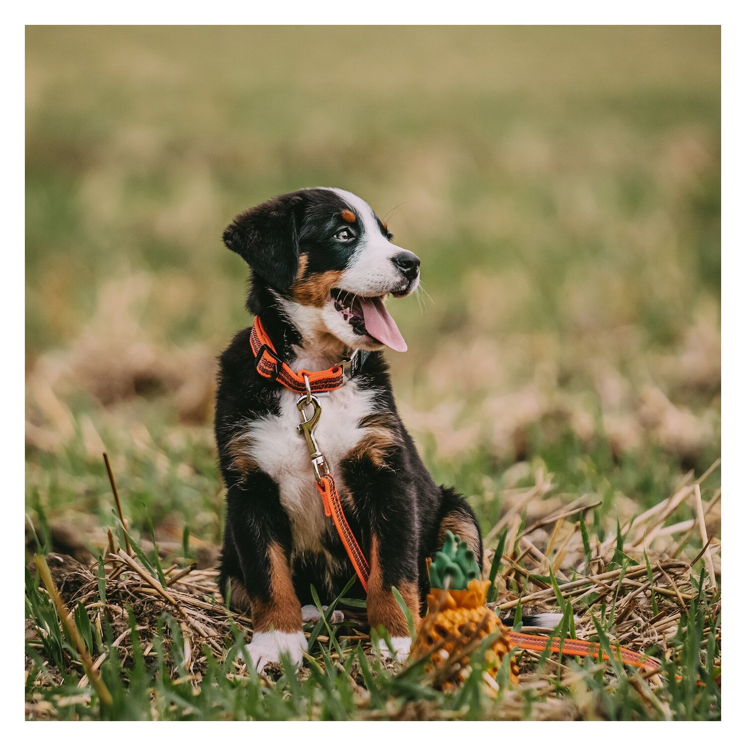 SPRENGER Verstellbares Hundehalsband mit ClicLock-Verschluss &ndash; Ansicht 4