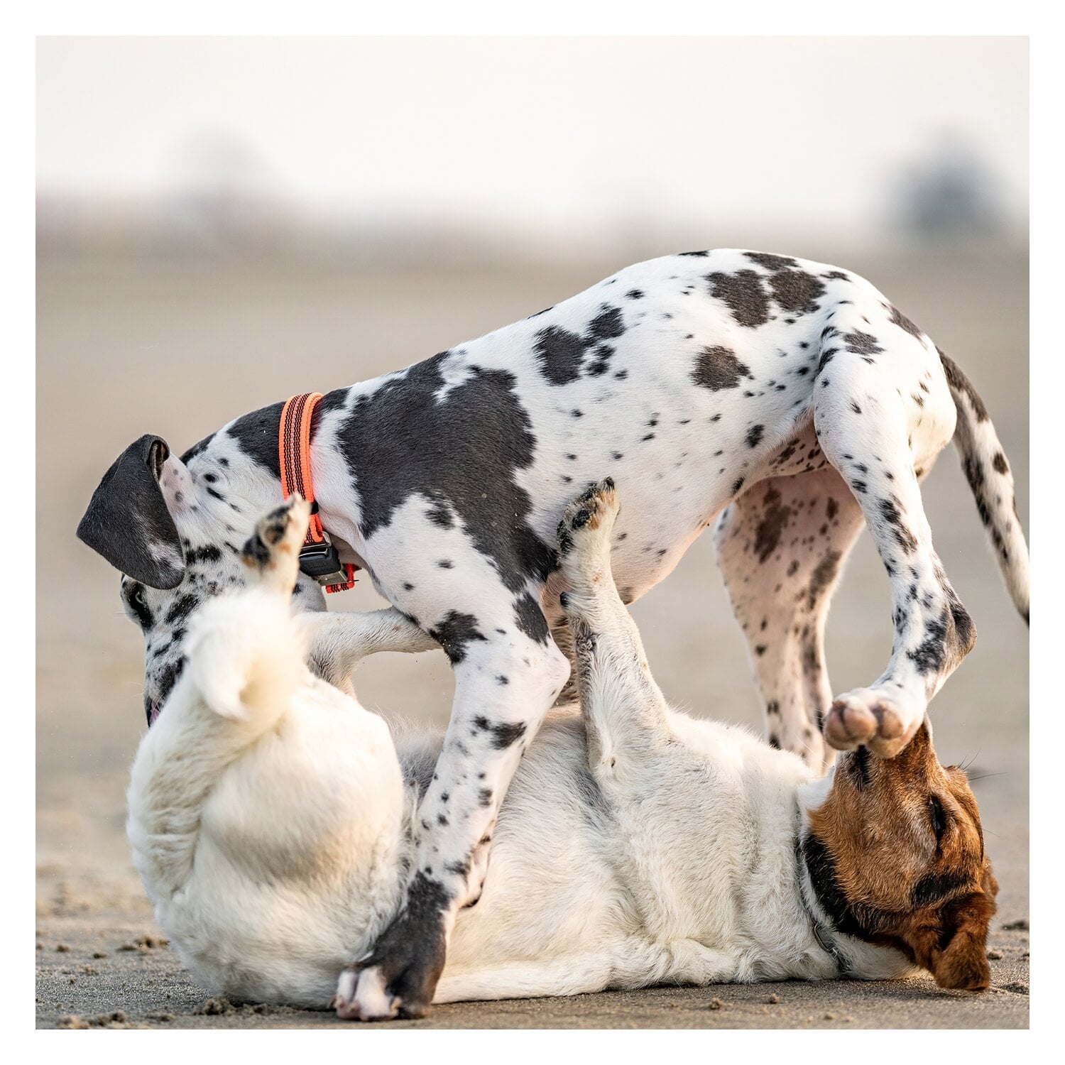 SPRENGER Verstellbares Hundehalsband mit ClicLock-Verschluss &ndash; Ansicht 5