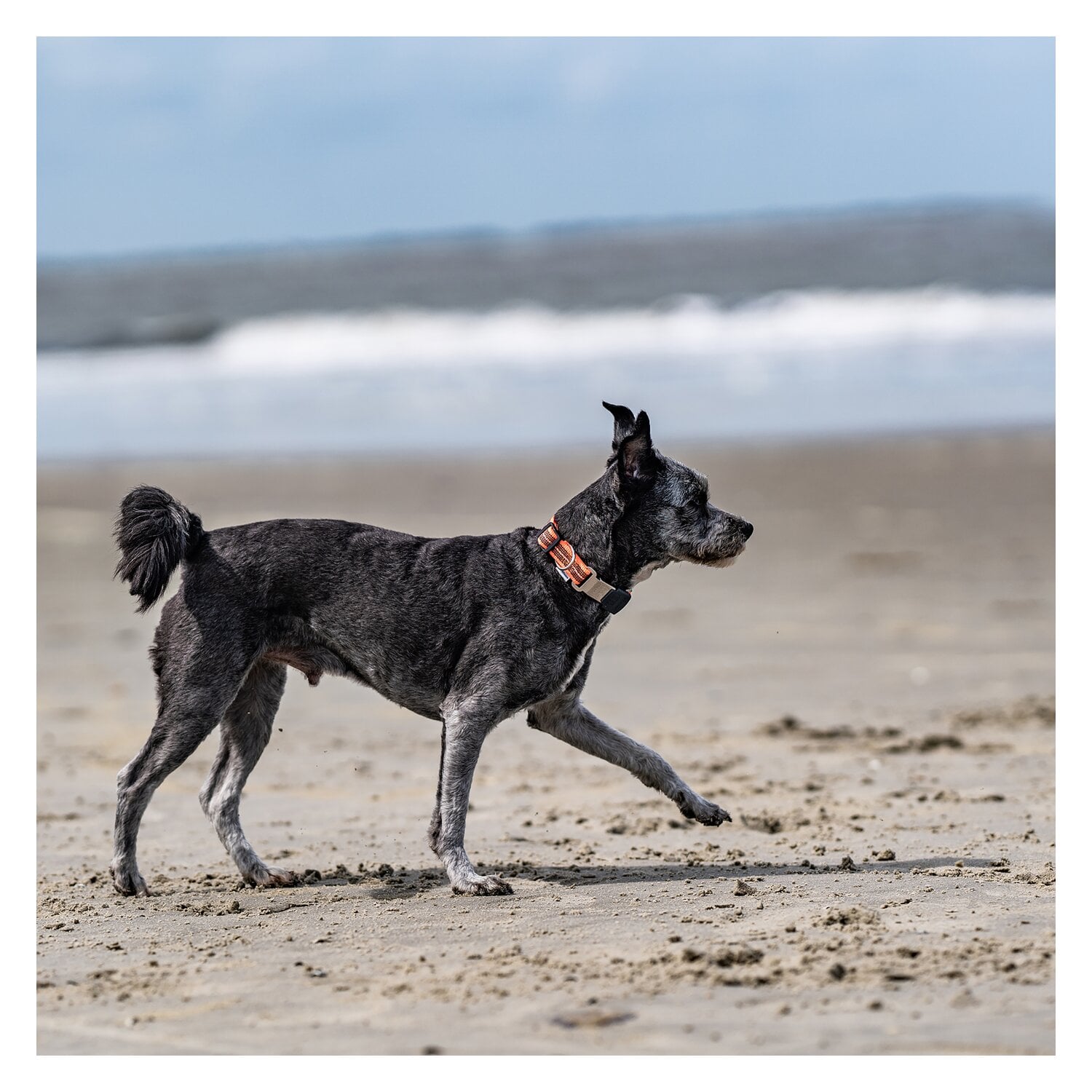 SPRENGER Verstellbares Hundehalsband mit ClicLock-Verschluss &ndash; Ansicht 6