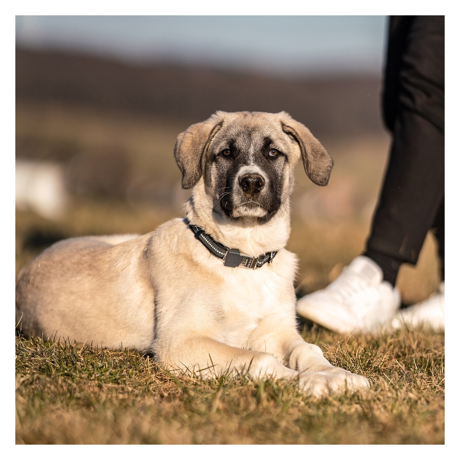 SPRENGER Verstellbares Hundehalsband mit ClicLock-Verschluss &ndash; Ansicht 2