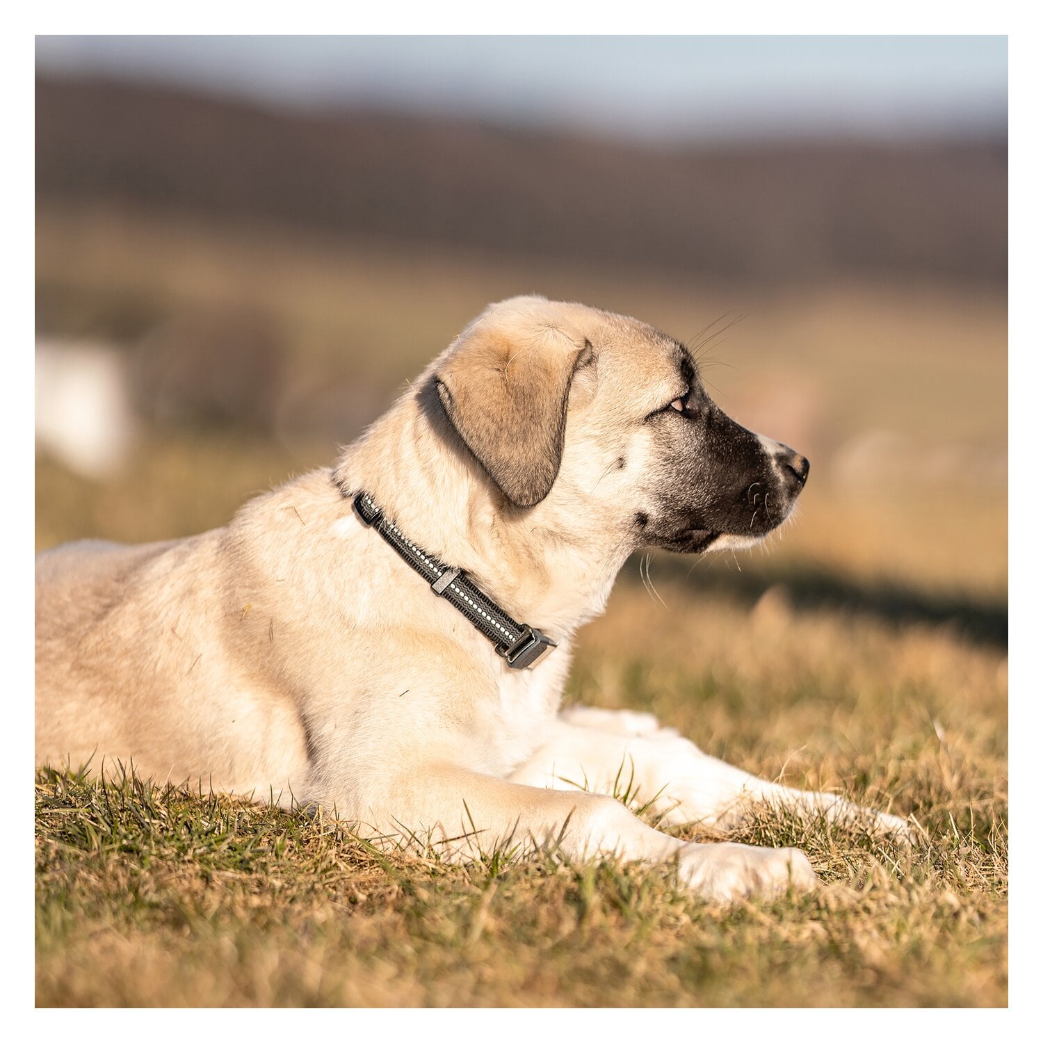 SPRENGER Verstellbares Hundehalsband mit ClicLock-Verschluss &ndash; Ansicht 3