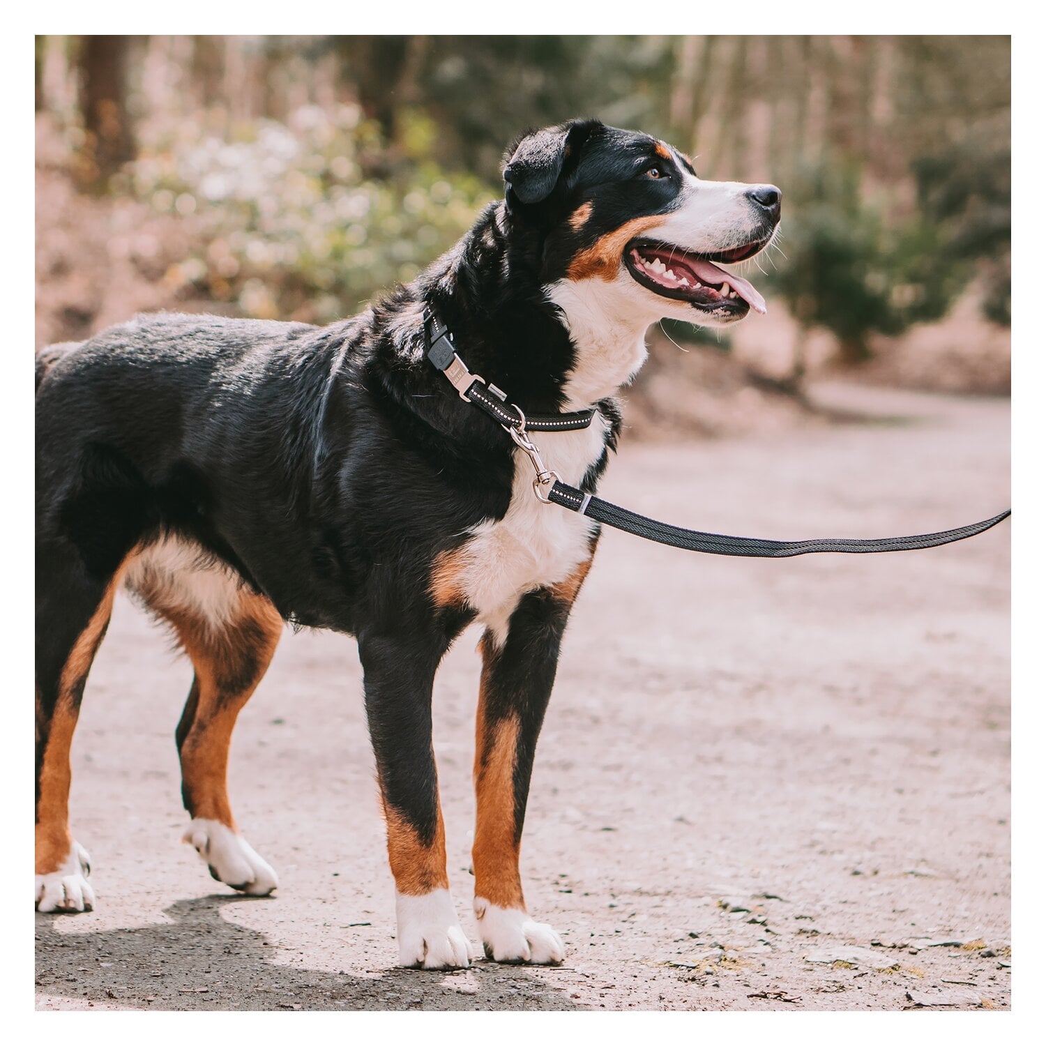 SPRENGER Verstellbares Hundehalsband mit ClicLock-Verschluss &ndash; Ansicht 5