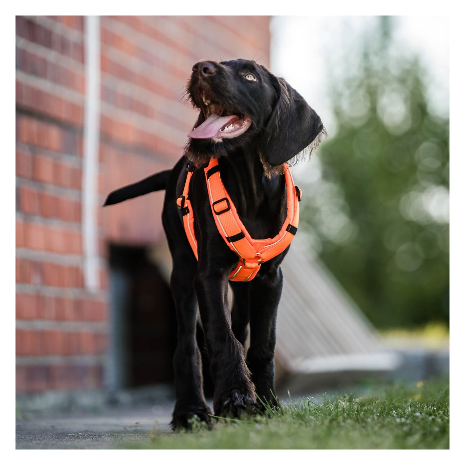 SPRENGER Y-Hundegeschirr 2.0, reflektierend &ndash; Ansicht 5