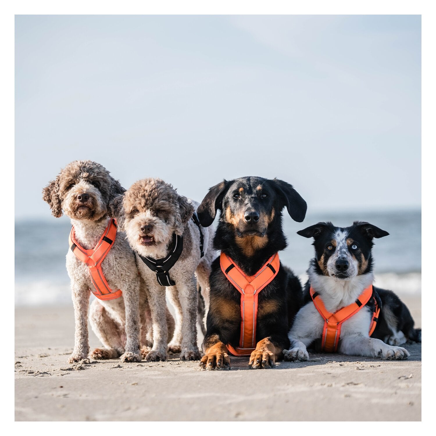 SPRENGER Y-Hundegeschirr 2.0, reflektierend &ndash; Ansicht 6