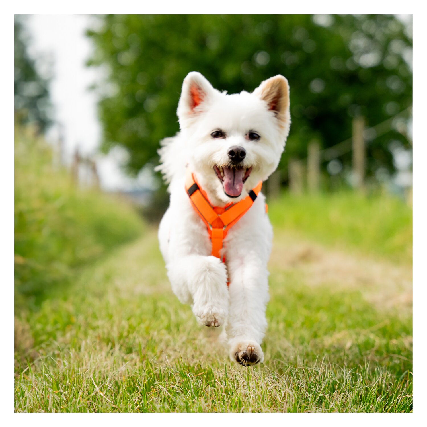 SPRENGER Y-Hundegeschirr 2.0, reflektierend &ndash; Ansicht 7