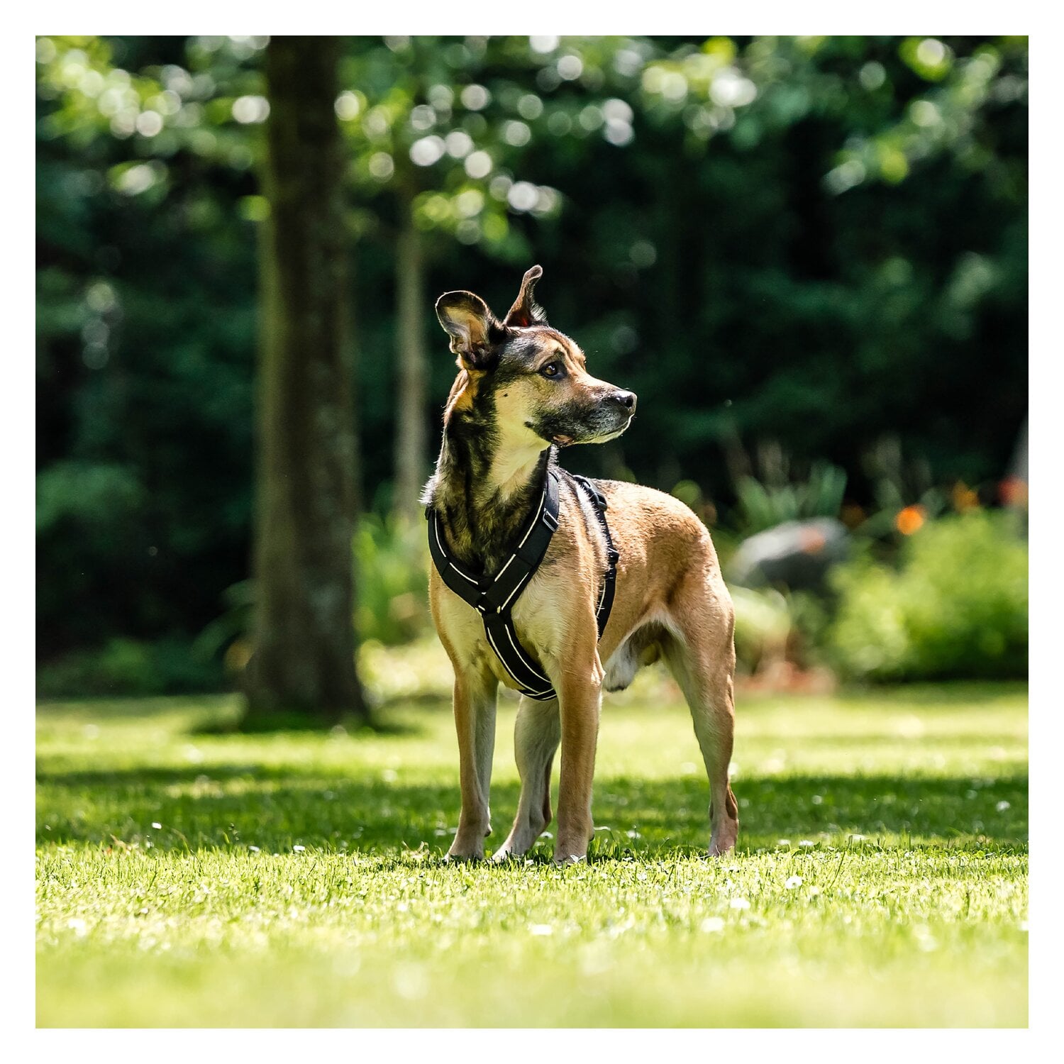 SPRENGER Y-Hundegeschirr 2.0, reflektierend &ndash; Ansicht 3