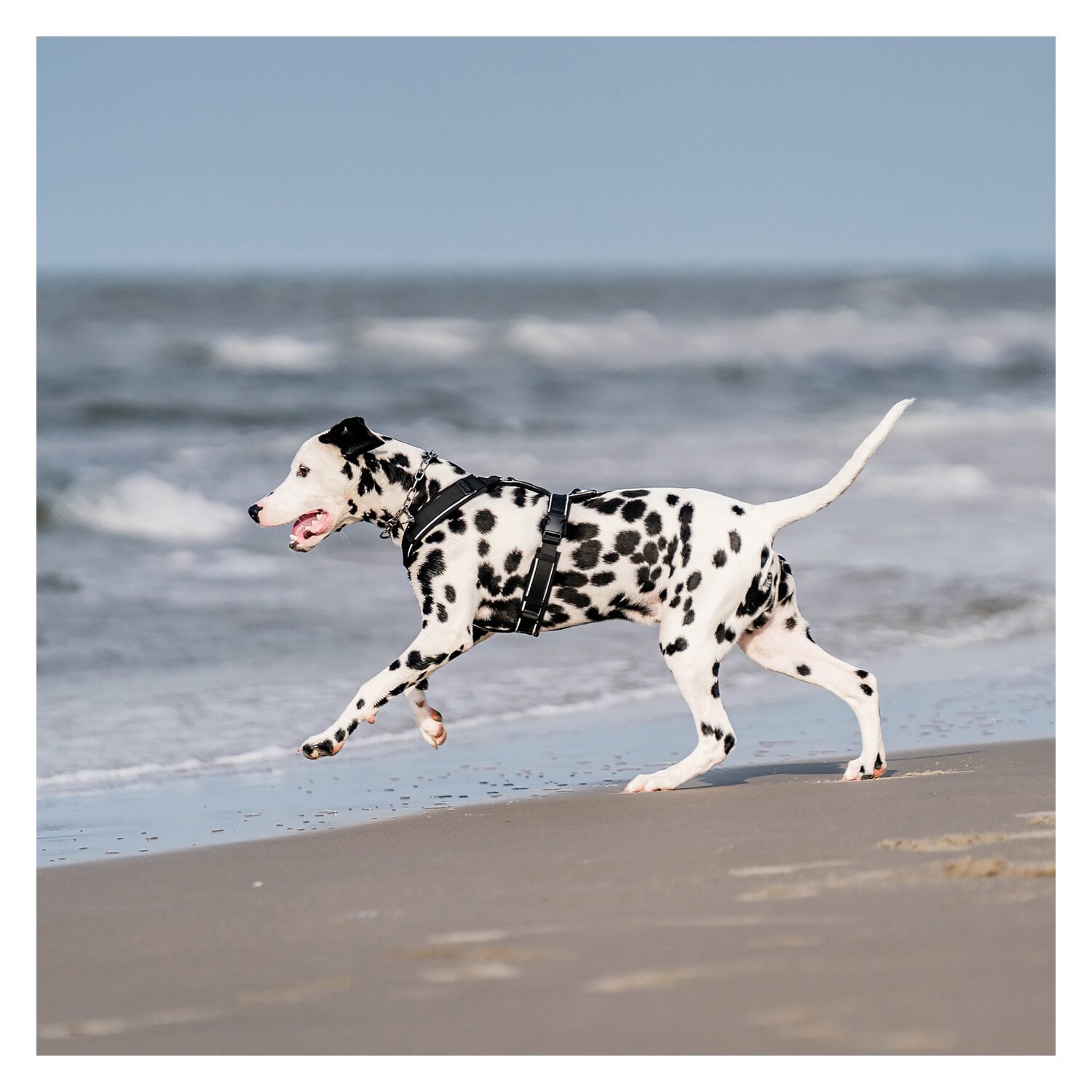 SPRENGER Y-Hundegeschirr 2.0, reflektierend &ndash; Ansicht 5