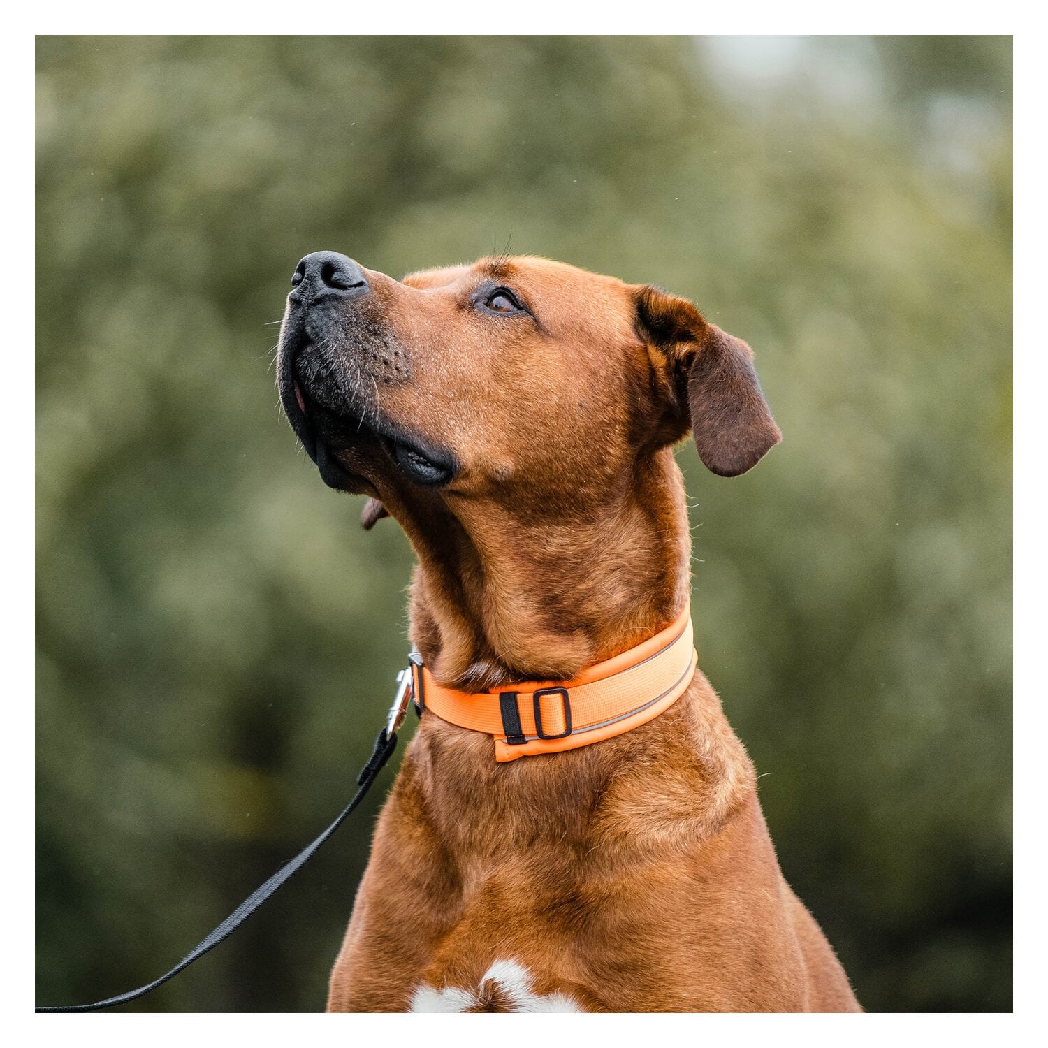 SPRENGER Hundehalsband gepolstert, verstellbar &ndash; Ansicht 2