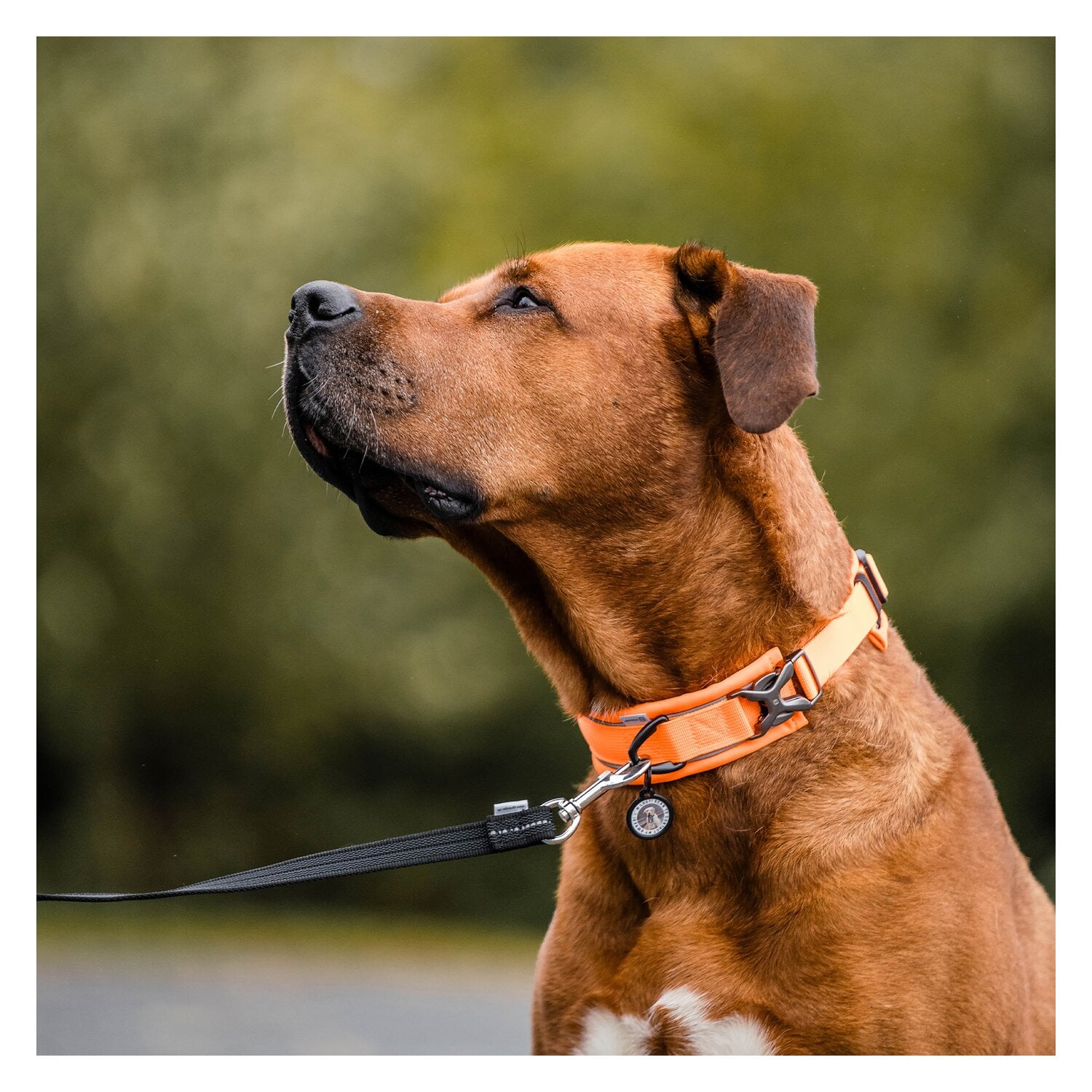 SPRENGER Hundehalsband gepolstert, verstellbar &ndash; Ansicht 3