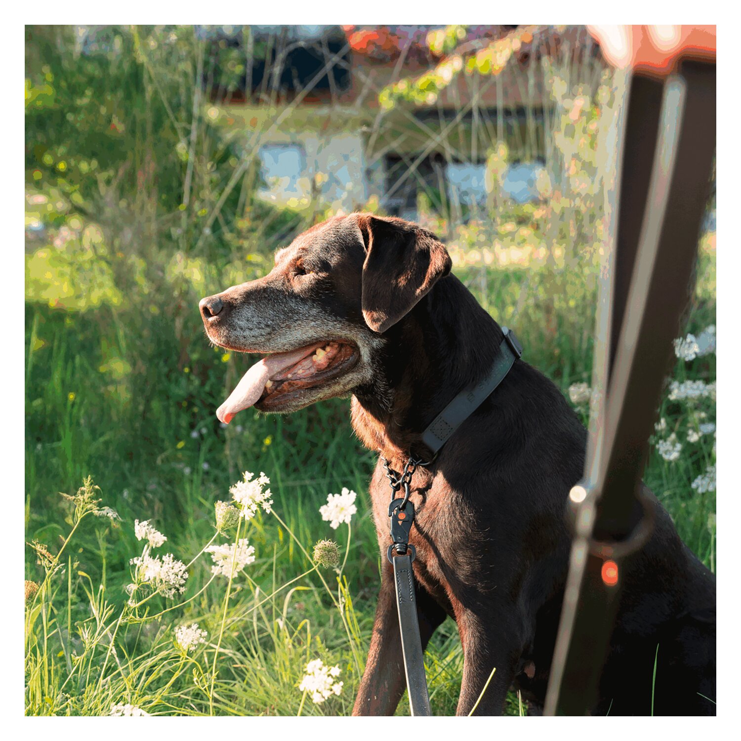 SPRENGER Biothane Leine mit Handschlaufe &ndash; Ansicht 6