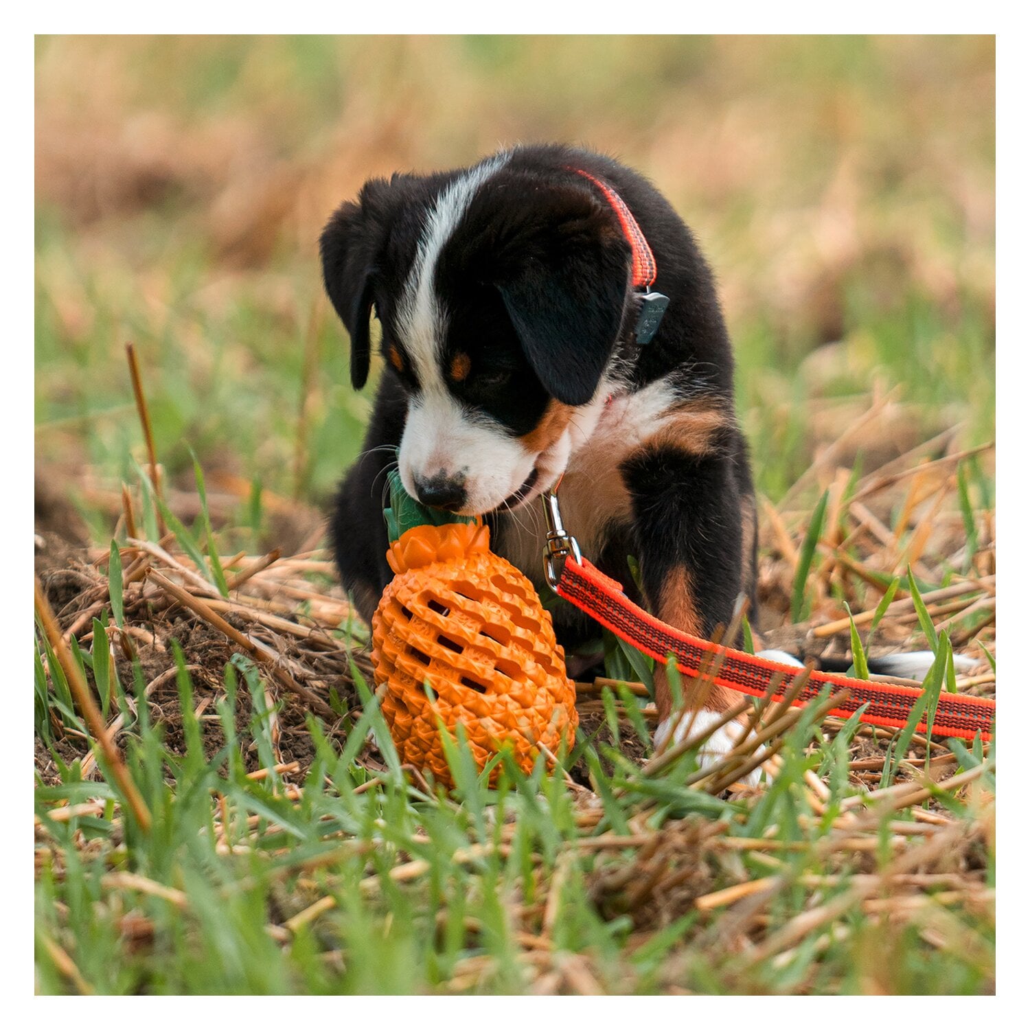 SPRENGER Hundespielzeug FRUIT CHALLENCE - Ananas &ndash; Ansicht 5