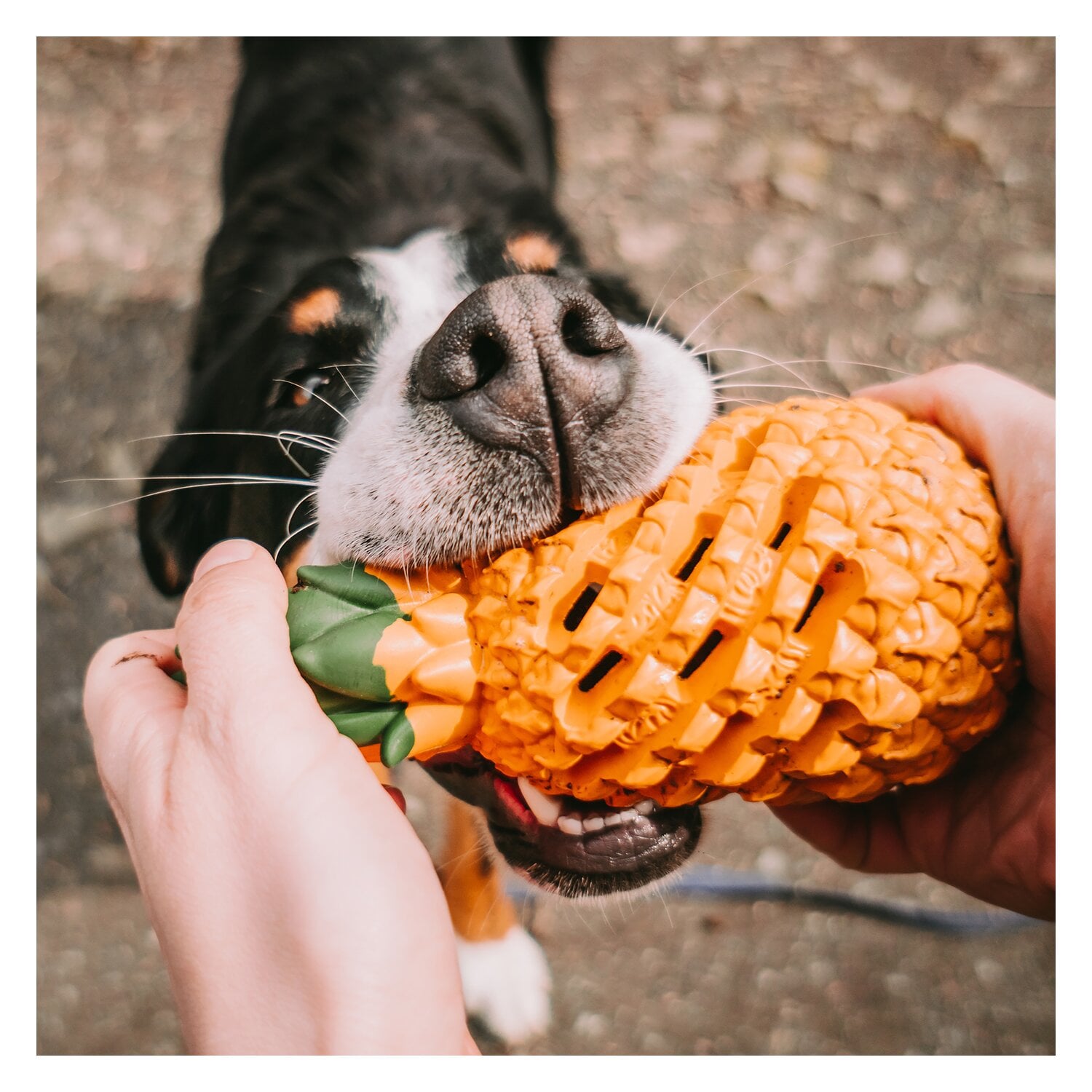 SPRENGER Hundespielzeug FRUIT CHALLENCE - Ananas &ndash; Ansicht 7