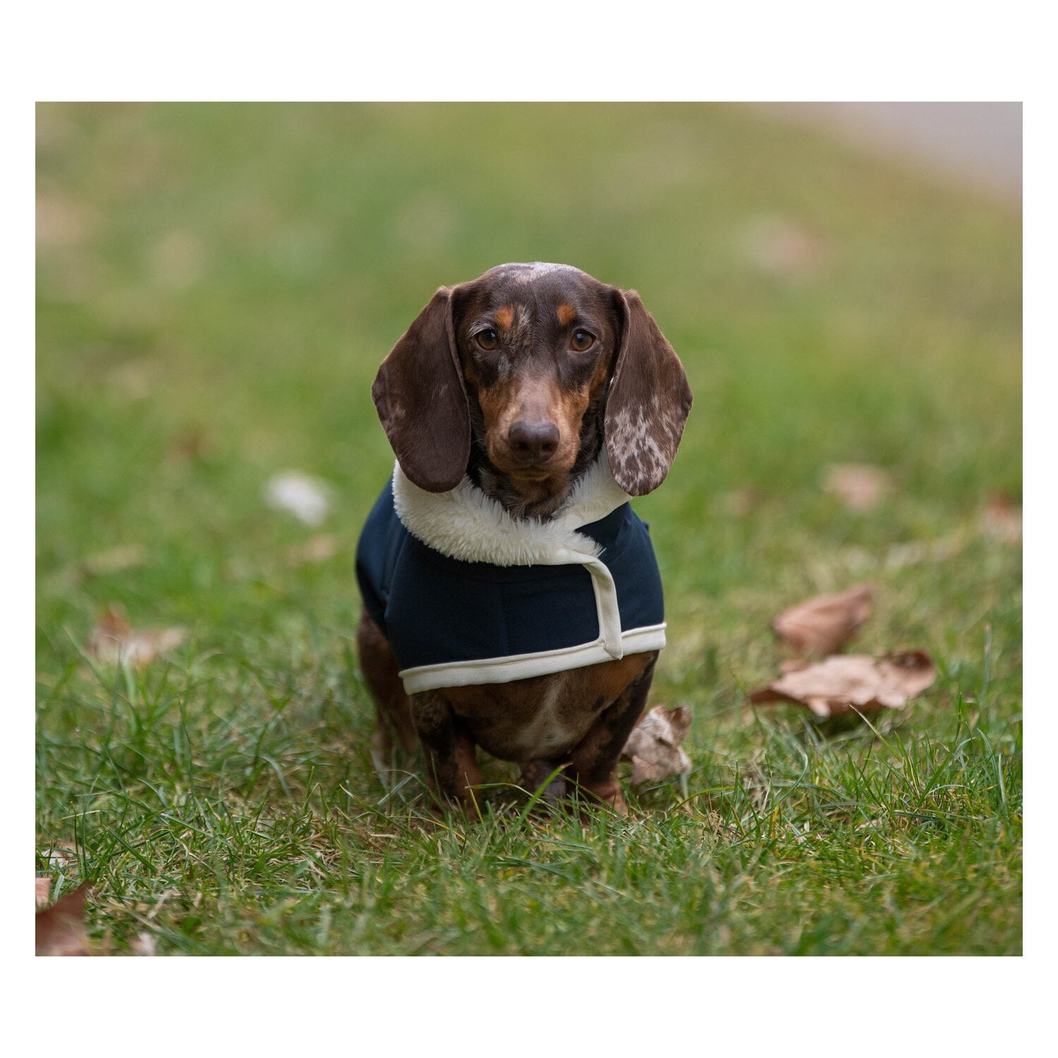 pawberry Hunde-Wintermantel Stockholm 2.0 &ndash; Ansicht 7