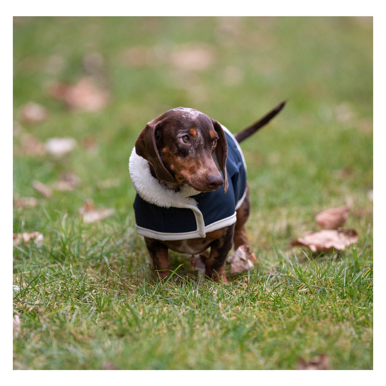 pawberry Hunde-Wintermantel Stockholm 2.0 &ndash; Ansicht 8