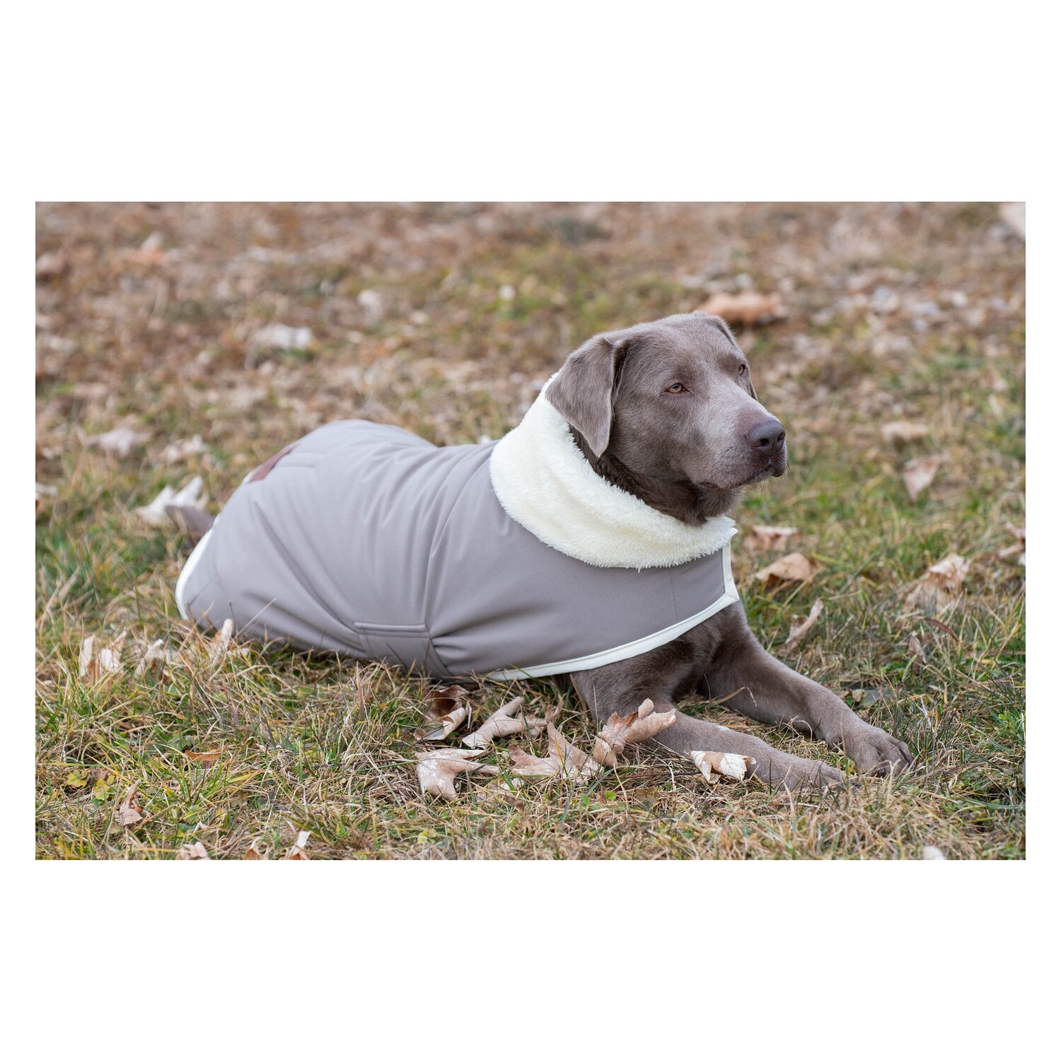 pawberry Hunde-Wintermantel Stockholm 2.0 &ndash; Ansicht 1