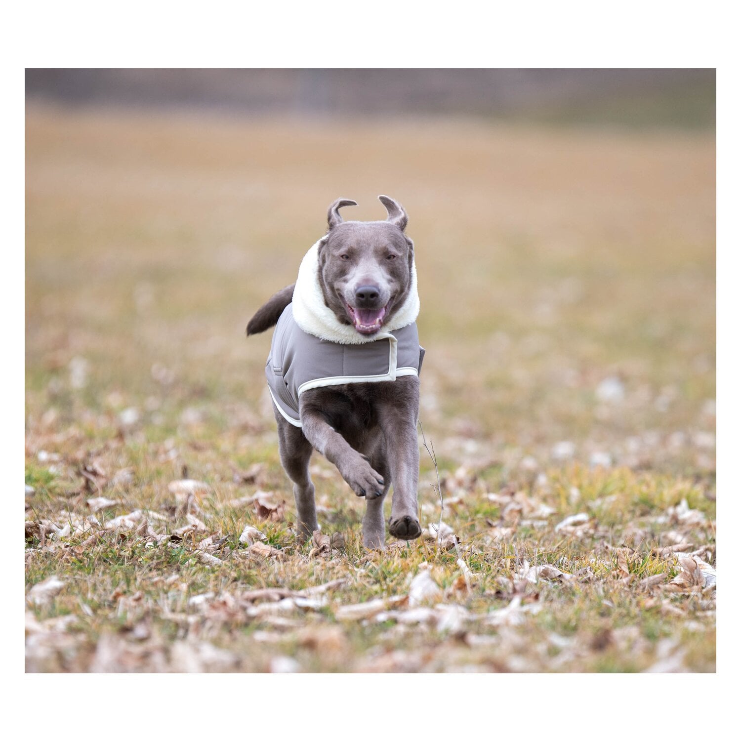 pawberry Hunde-Wintermantel Stockholm 2.0 &ndash; Ansicht 3