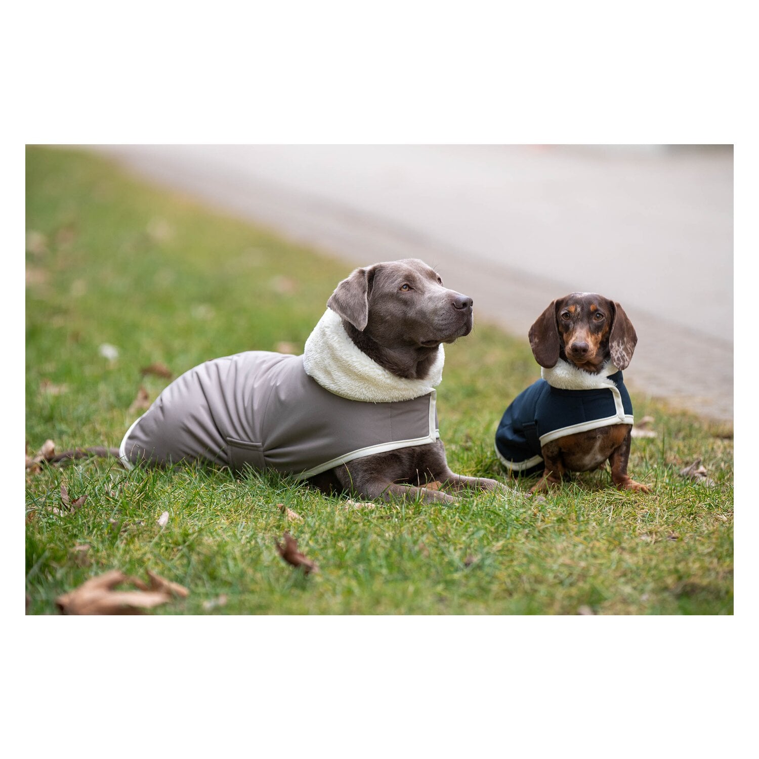pawberry Hunde-Wintermantel Stockholm 2.0 &ndash; Ansicht 4