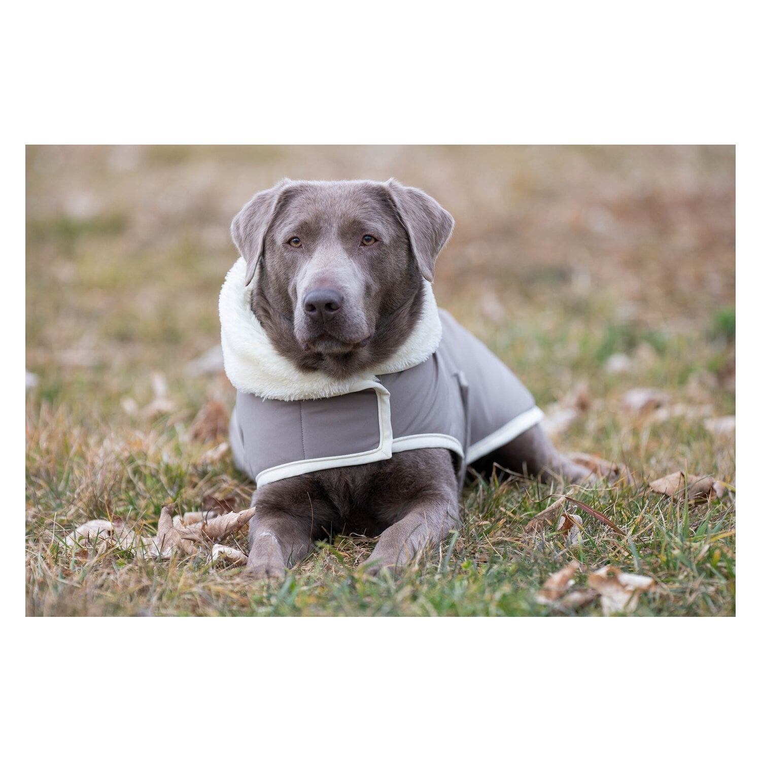 pawberry Hunde-Wintermantel Stockholm 2.0 &ndash; Ansicht 2