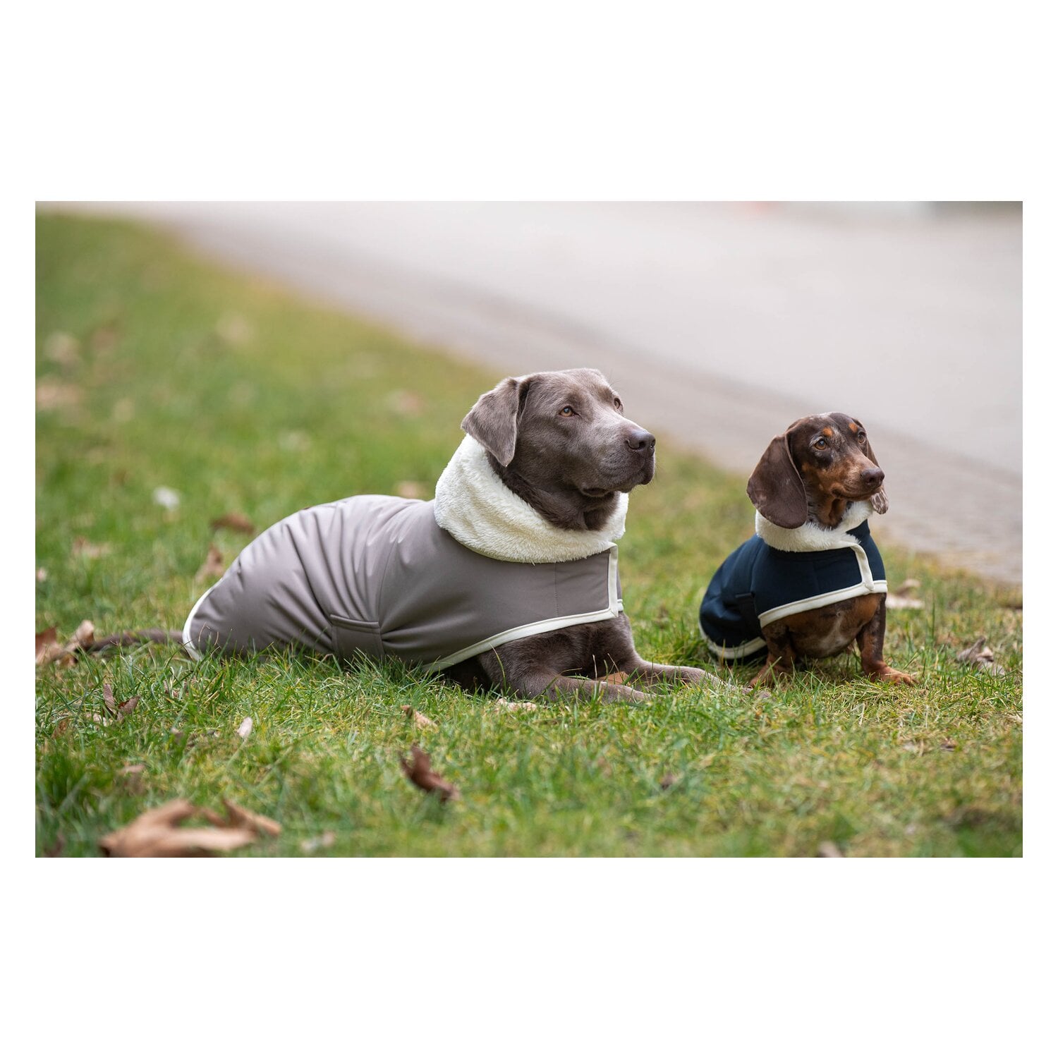 pawberry Hunde-Wintermantel Stockholm 2.0 &ndash; Ansicht 5