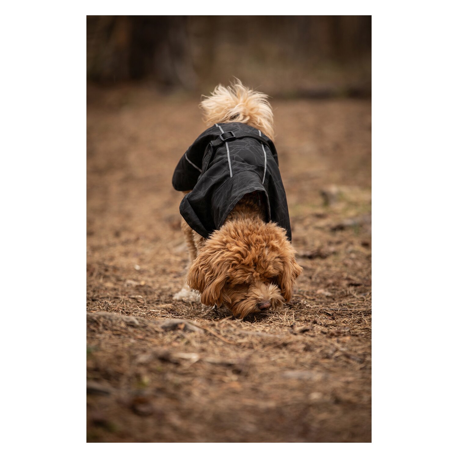Back on Track Regenmantel für Hunde &ndash; Ansicht 6