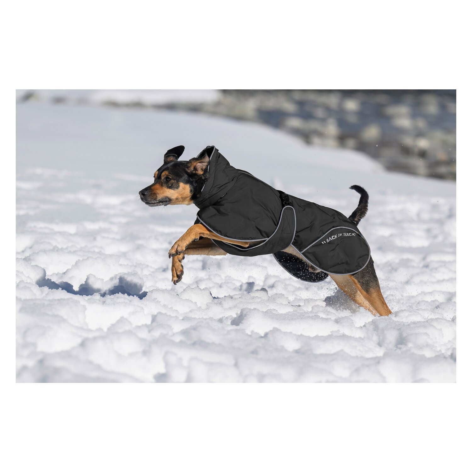 Back on Track Hunde-Wintermantel Bay &ndash; Ansicht 2
