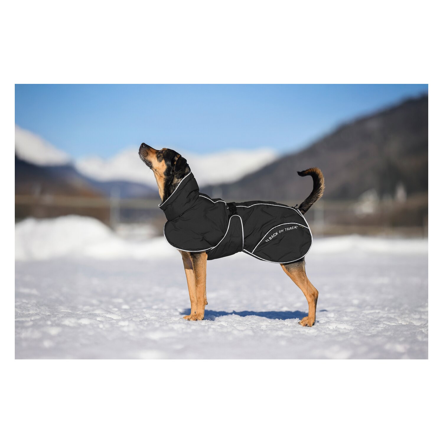 Back on Track Hunde-Wintermantel Bay &ndash; Ansicht 3