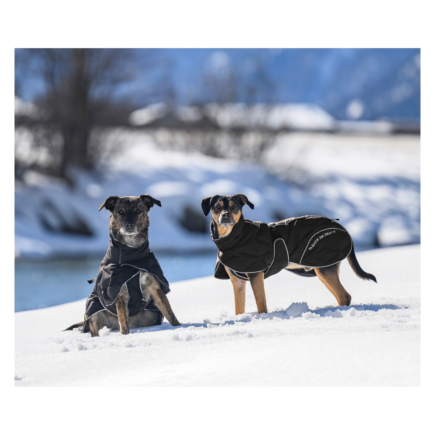 Back on Track Hunde-Wintermantel Bay &ndash; Ansicht 4