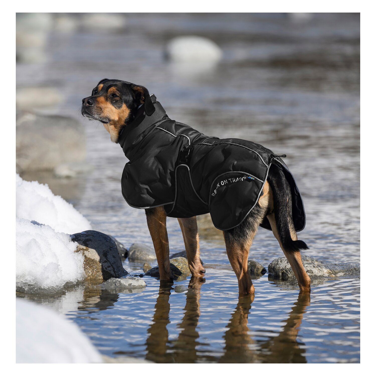 Back on Track Hunde-Wintermantel Bay &ndash; Ansicht 5