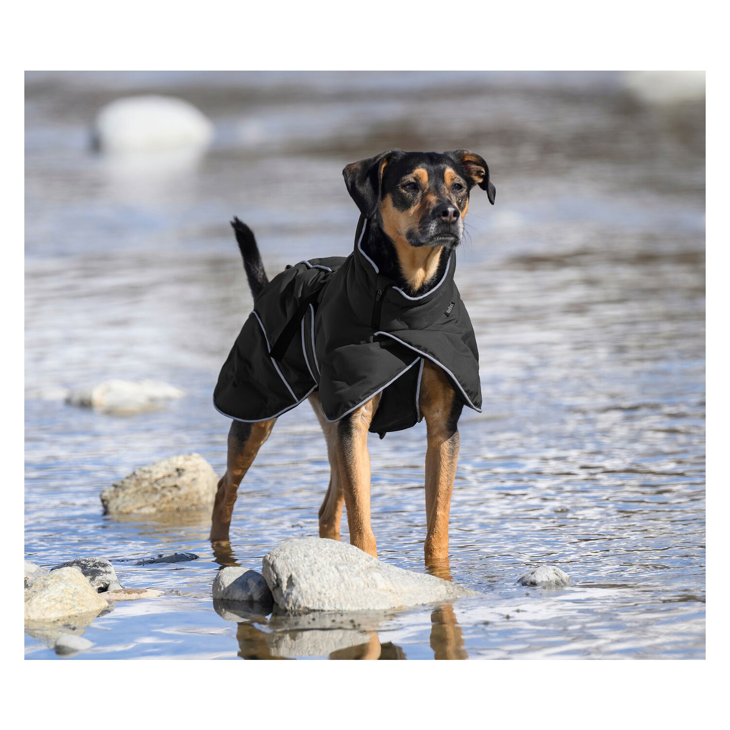 Back on Track Hunde-Wintermantel Bay &ndash; Ansicht 6