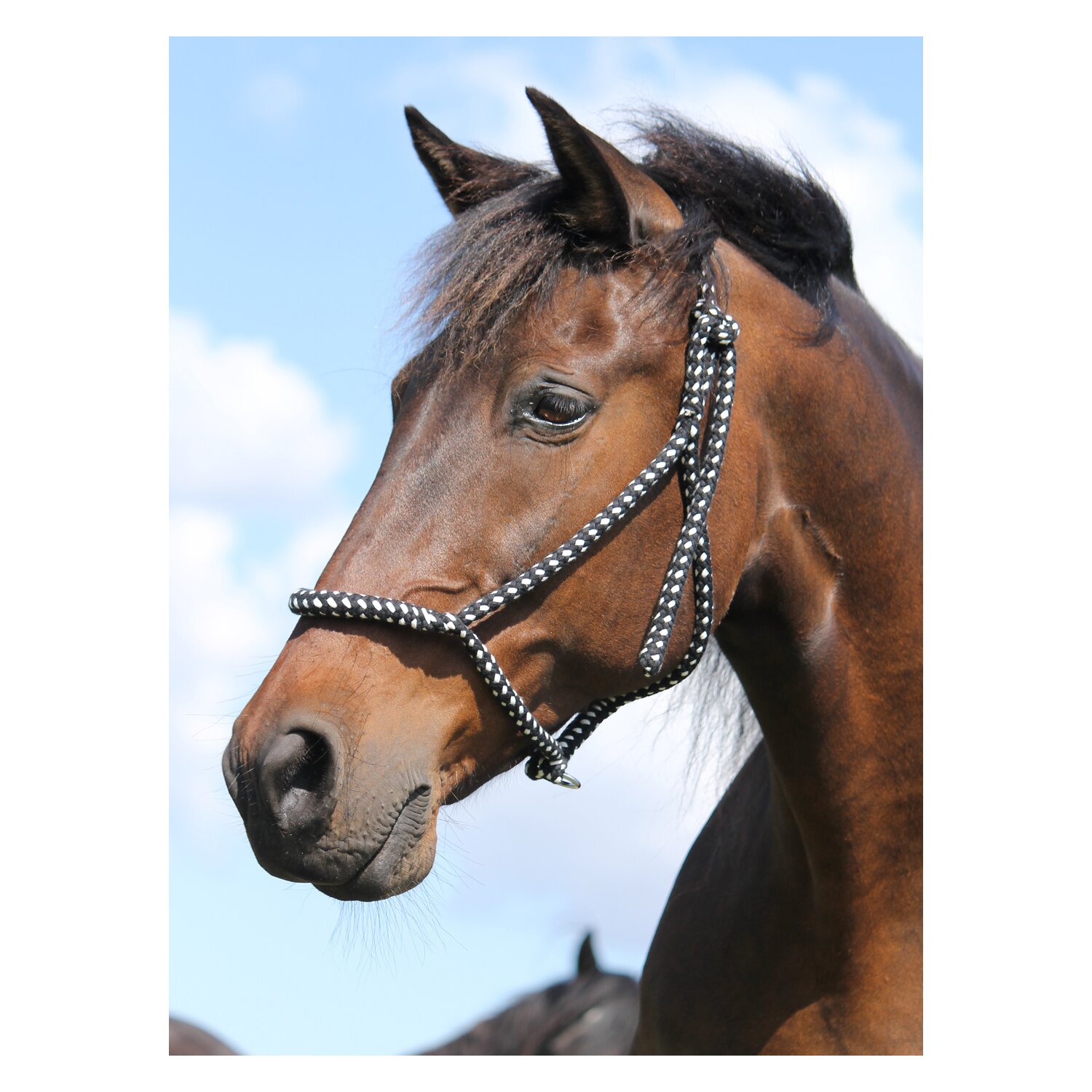 F. R. A. Halfter Sven – Ansicht 2