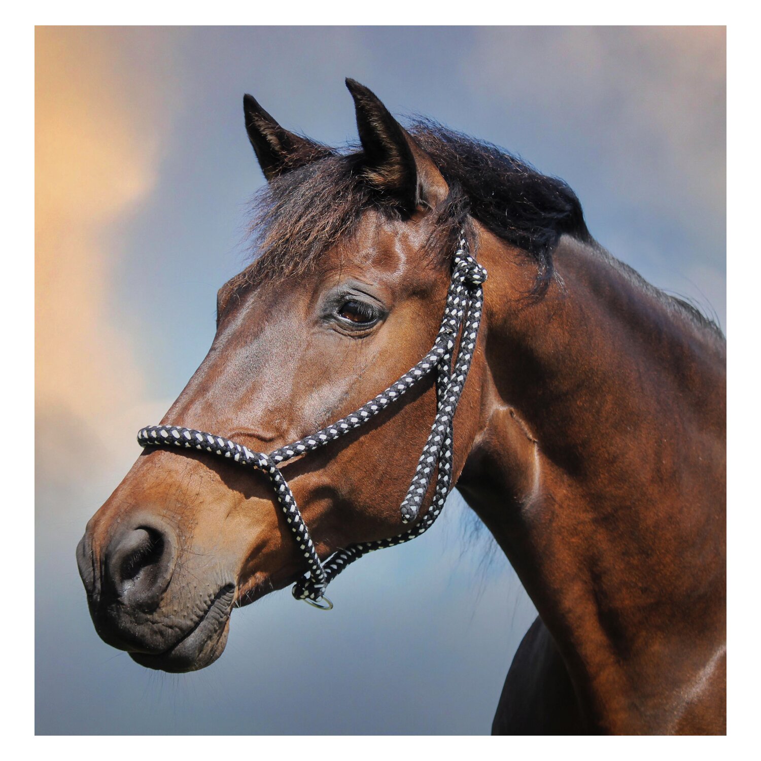 F. R. A. Halfter Sven – Ansicht 3