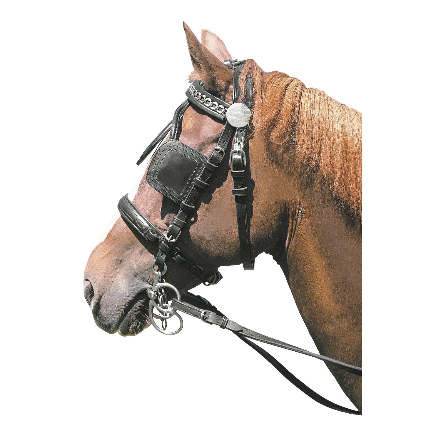 Profi-Kopfgestell – Ansicht 1