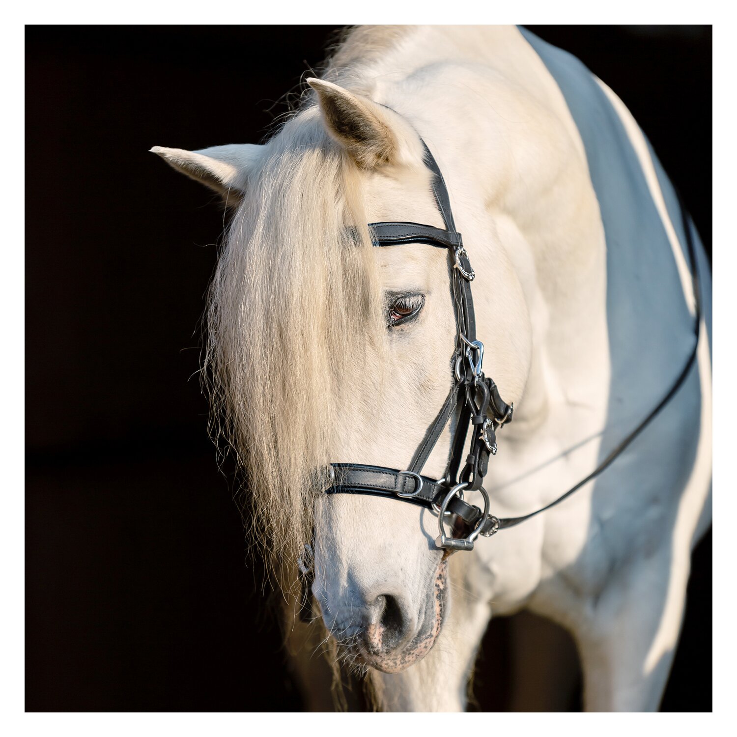 SIGNUM Sidepull Conde mit Lederzügeln – Ansicht 4