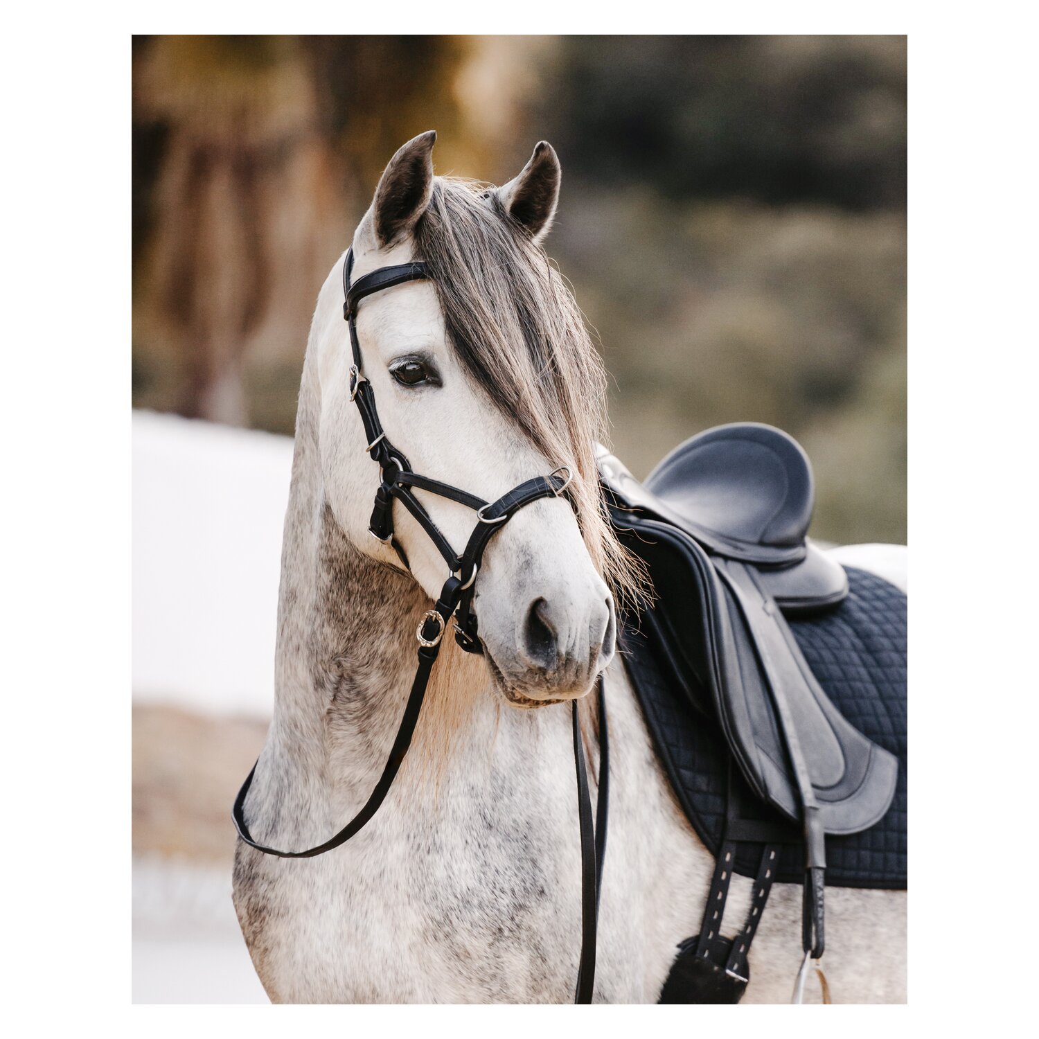 SIGNUM Sidepull Conde mit Lederzügeln – Ansicht 2