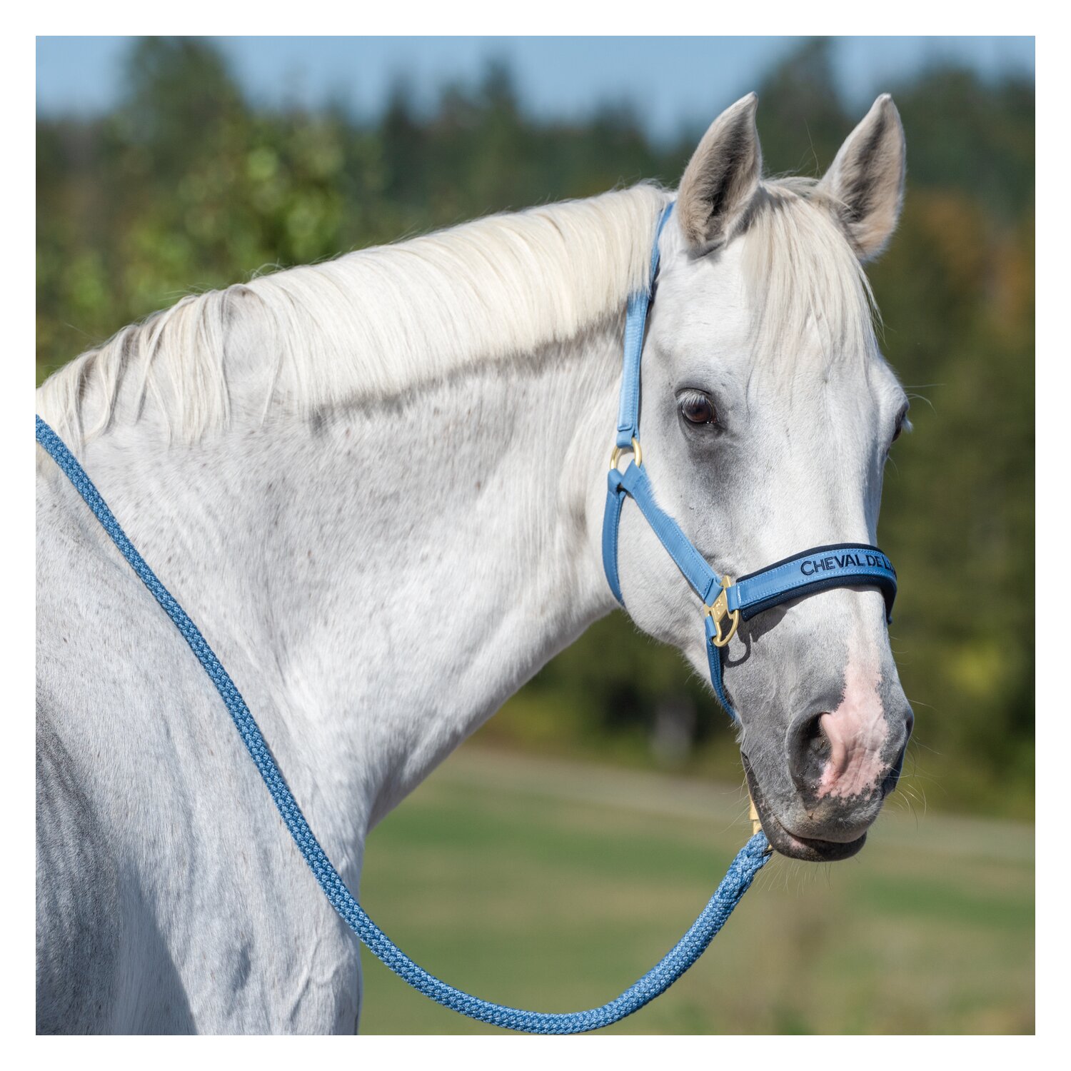 Cheval de Luxe Halfter – Ansicht 2