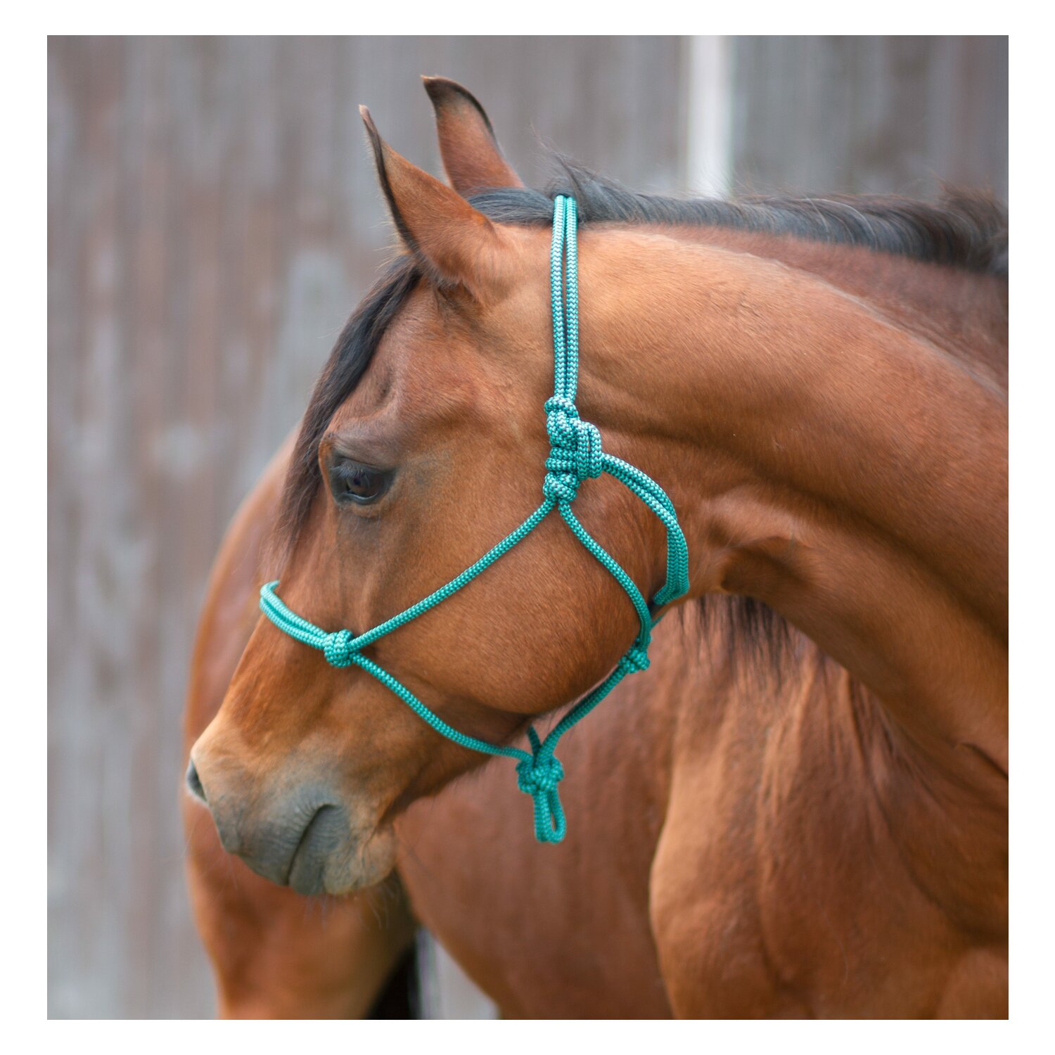 Passion 4Q Knotenhalfter – Ansicht 2