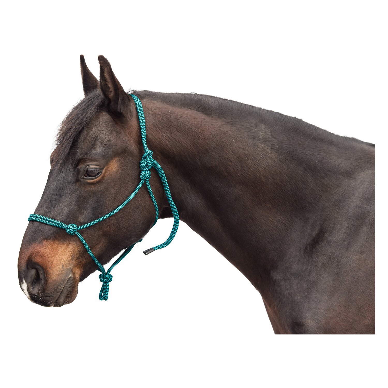 Passion 4Q Knotenhalfter – Ansicht 1