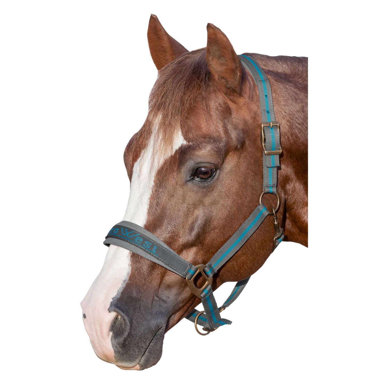 L-pro West Halfter &ndash; Ansicht 1