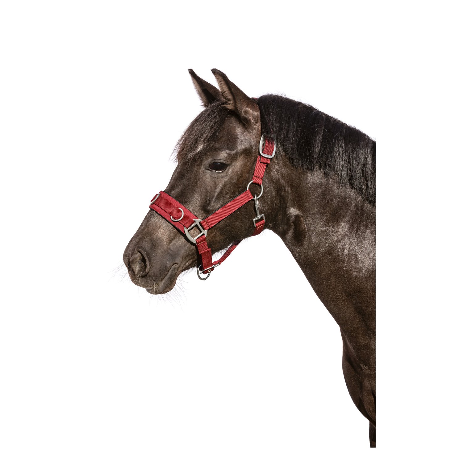 Horse-friends Longier- und Stallhalfter – Ansicht 2