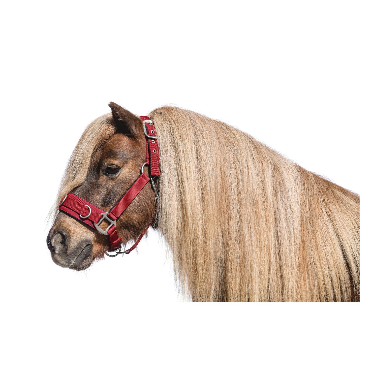 Horse-friends Longier- und Stallhalfter – Ansicht 3