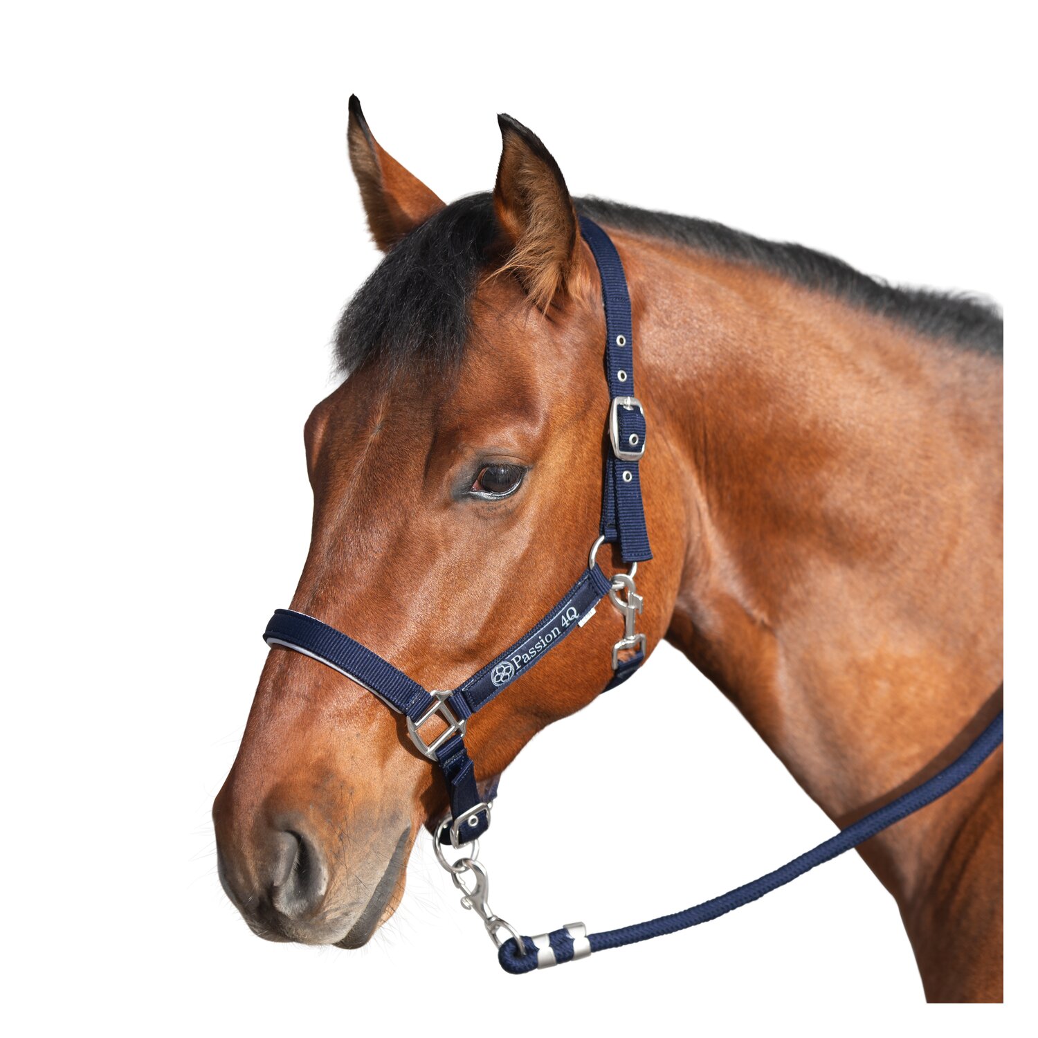 Passion 4Q Halfter – Ansicht 1