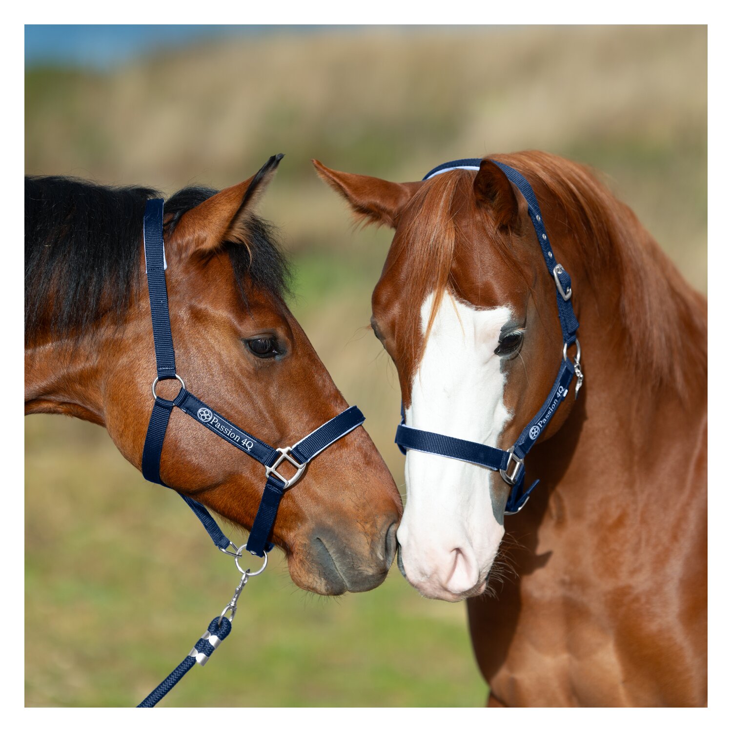 Passion 4Q Halfter – Ansicht 2