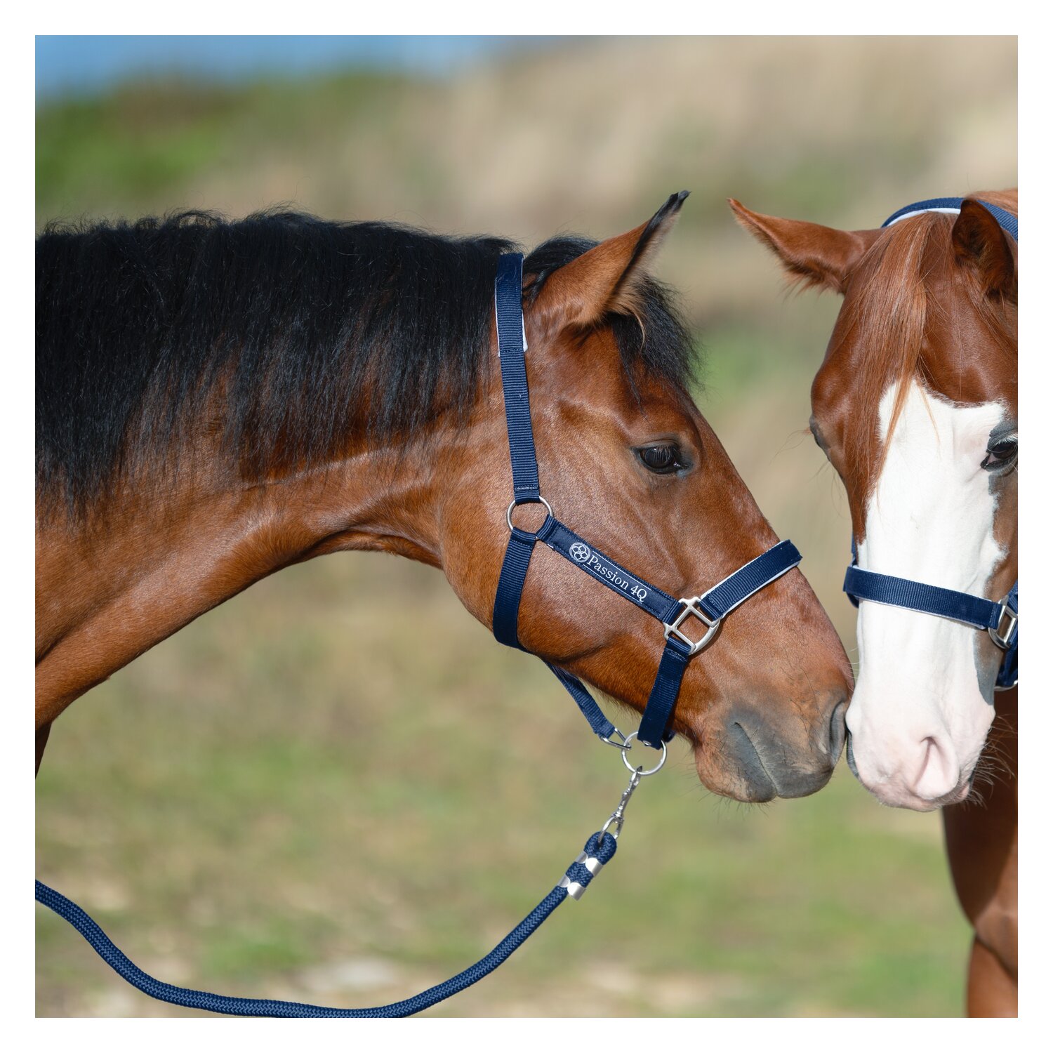 Passion 4Q Führstrick, für Pferde – Ansicht 2