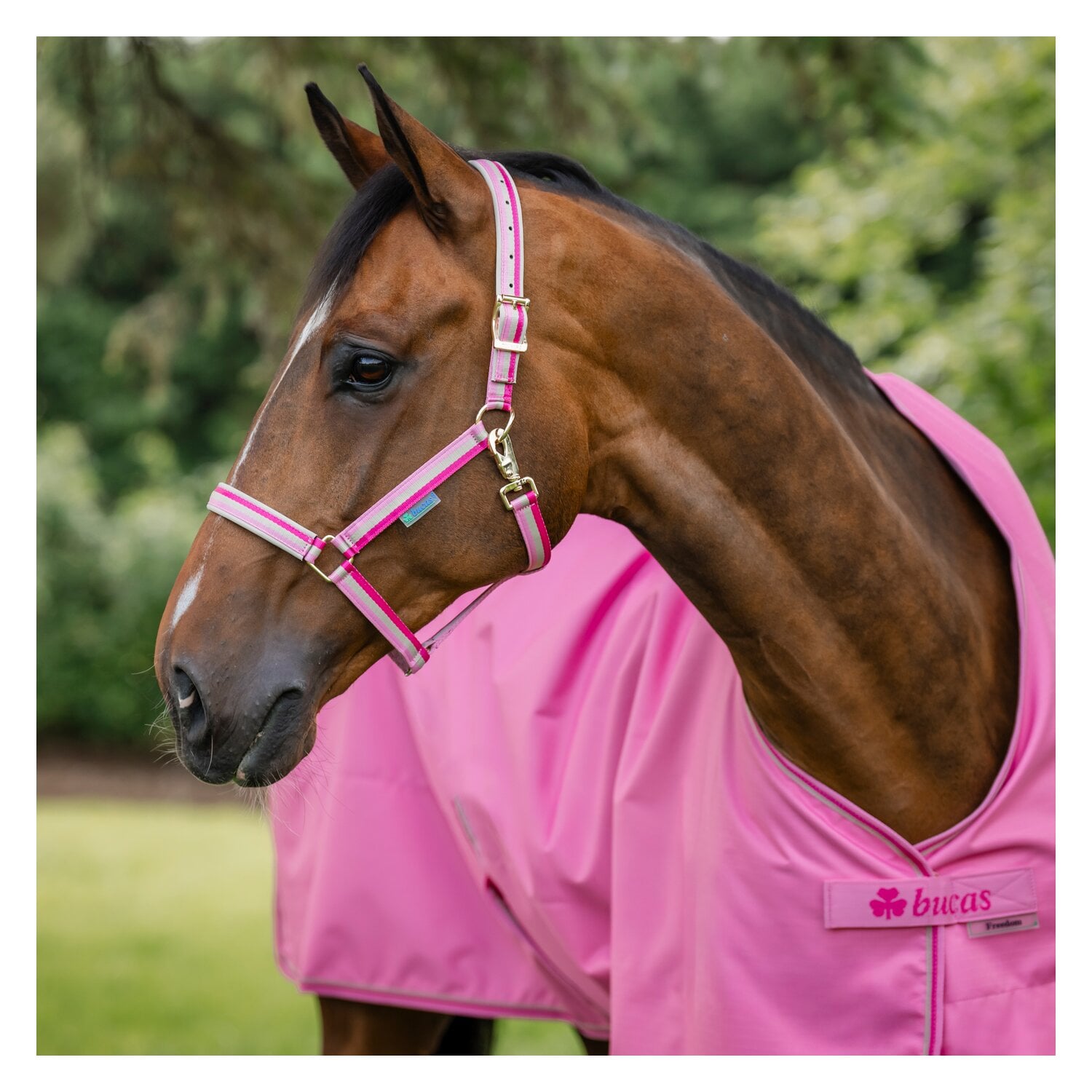 bucas Halfter Dublin &ndash; Ansicht 2