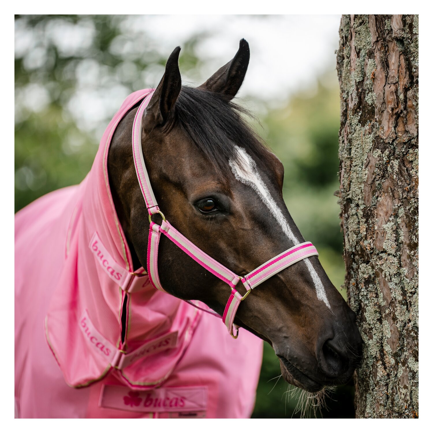 bucas Halfter Dublin &ndash; Ansicht 5