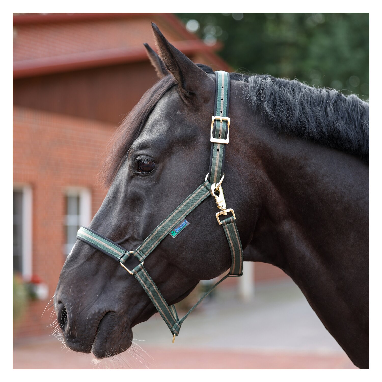 bucas Halfter Dublin – Ansicht 1