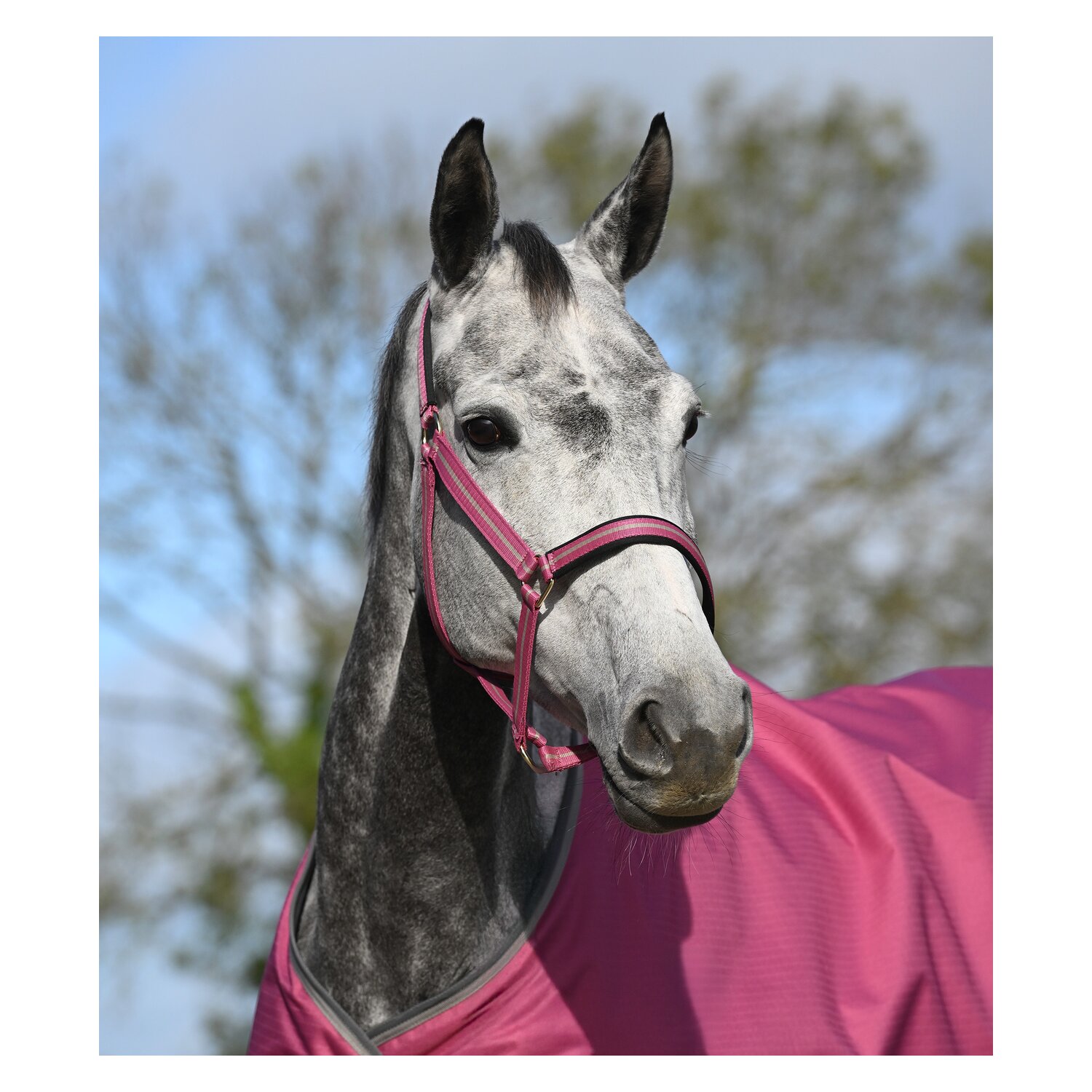 bucas Halfter Dublin – Ansicht 1