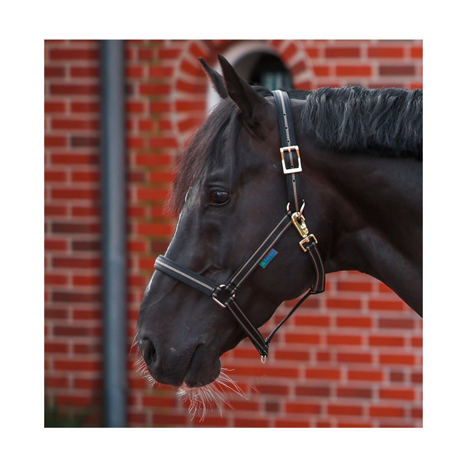 bucas Halfter Dublin – Ansicht 1